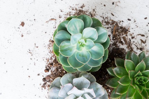 Easy-to-Grow, Hardy Succulents | Algreen Products