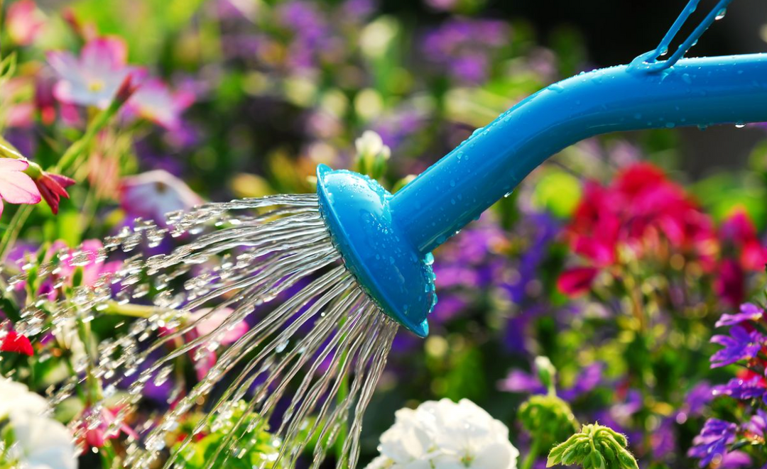 Keep your plants thriving in the summer heat!