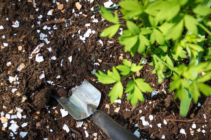 Benefits of Eggshells and Coffee grounds in the garden