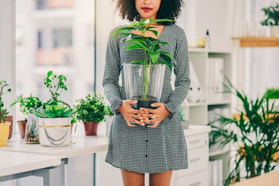 How to Stop Killing Your Houseplants: Tips for Black-Thumb Gardeners