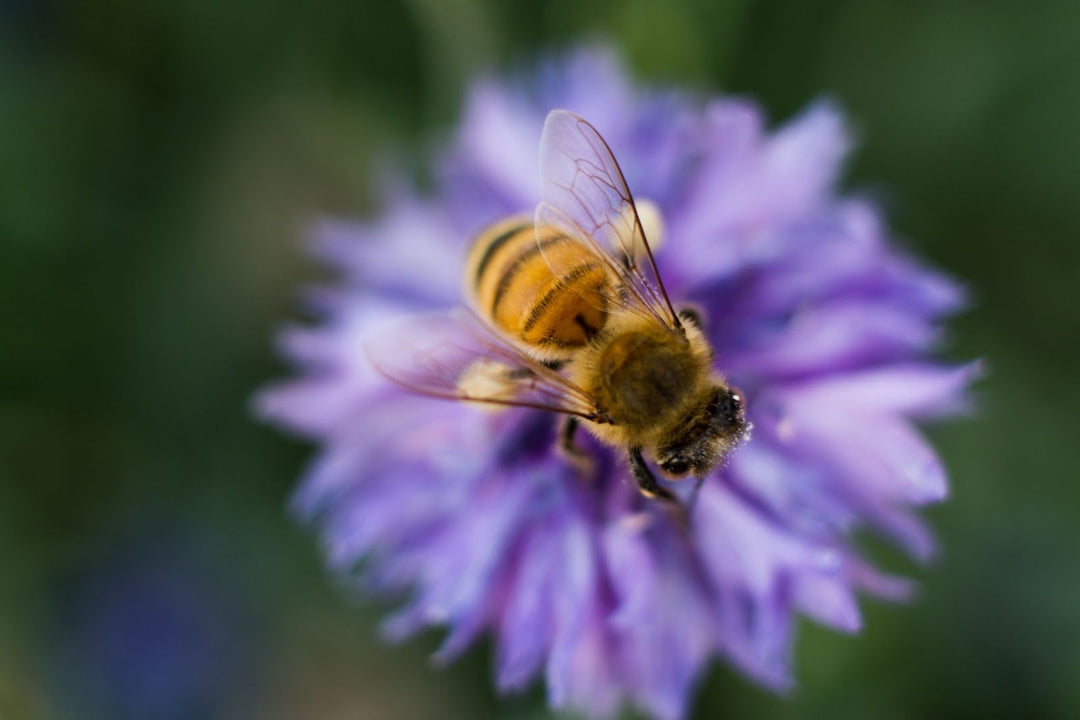 A bee on a blue flower.