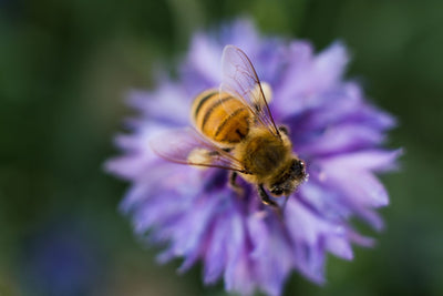 Gardening to Save the Bees: What to Plant to Help Local Pollinators