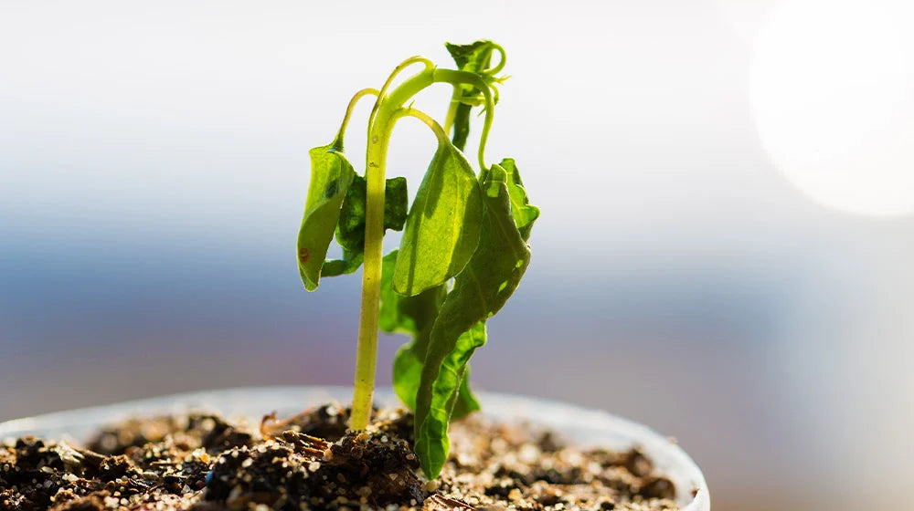 How to Keep Potted Plants Healthy in Summer Heat