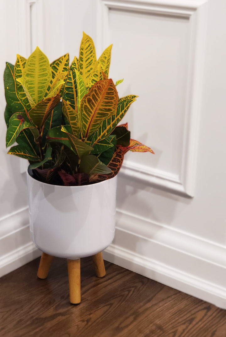 Self watering Planter with Stand