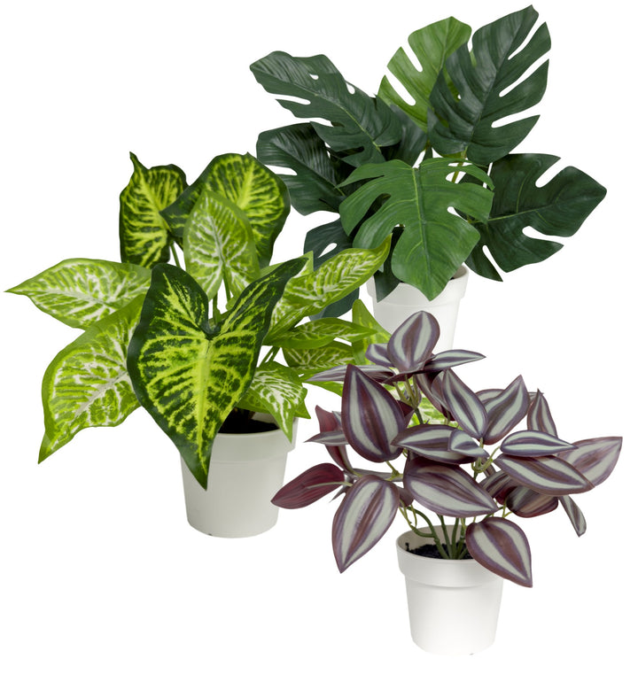 Faux Plant 3 Pack set Eyebrow, Caladium and Monstera