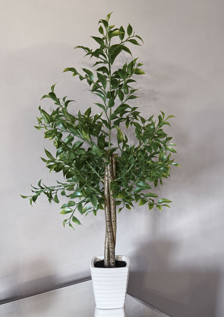 29" Mini Ficus