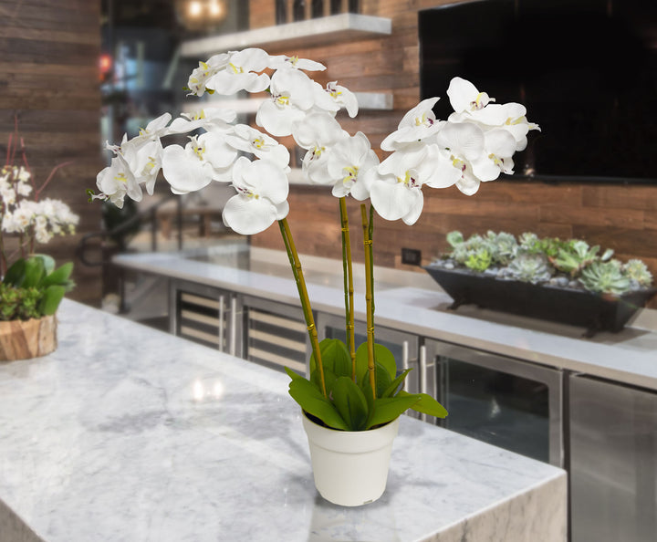 29" Triple Stem Orchid White