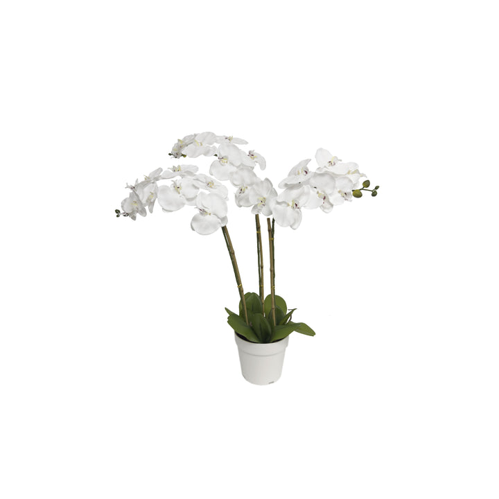 29" Triple Stem Orchid White