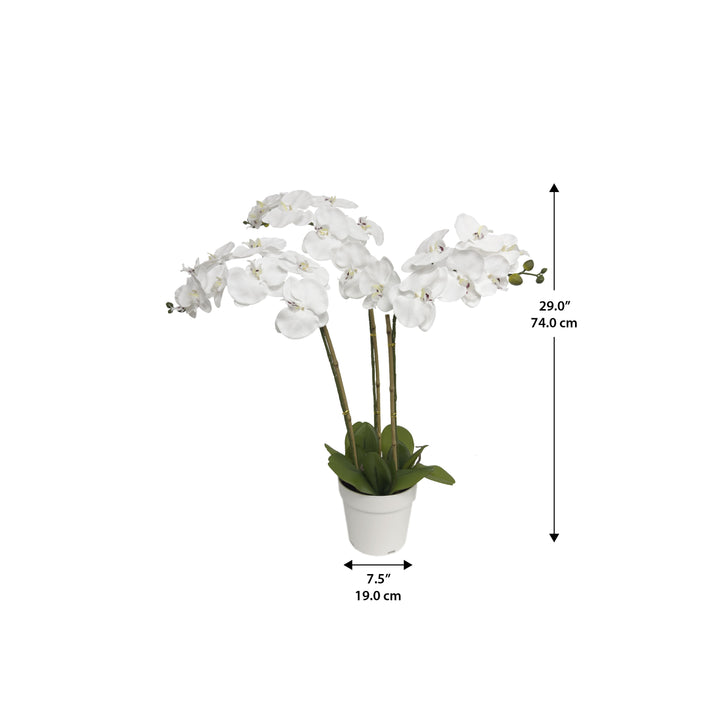 29" Triple Stem Orchid White