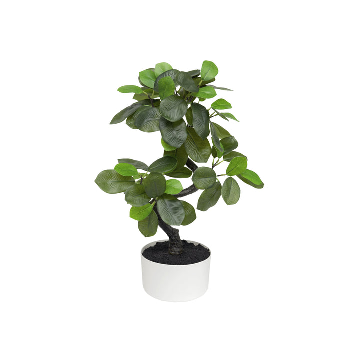 18" Snake Shape Ficus