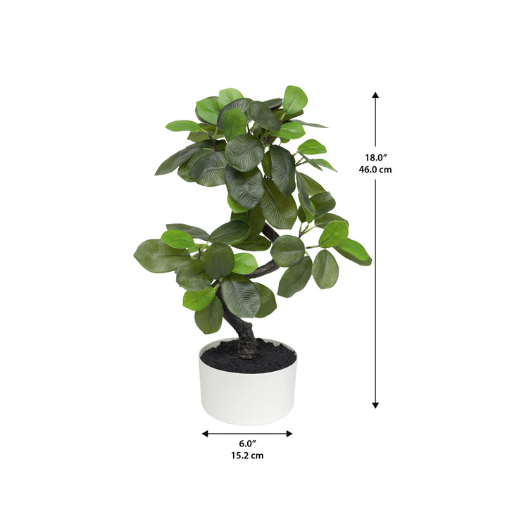 18" Snake Shape Ficus