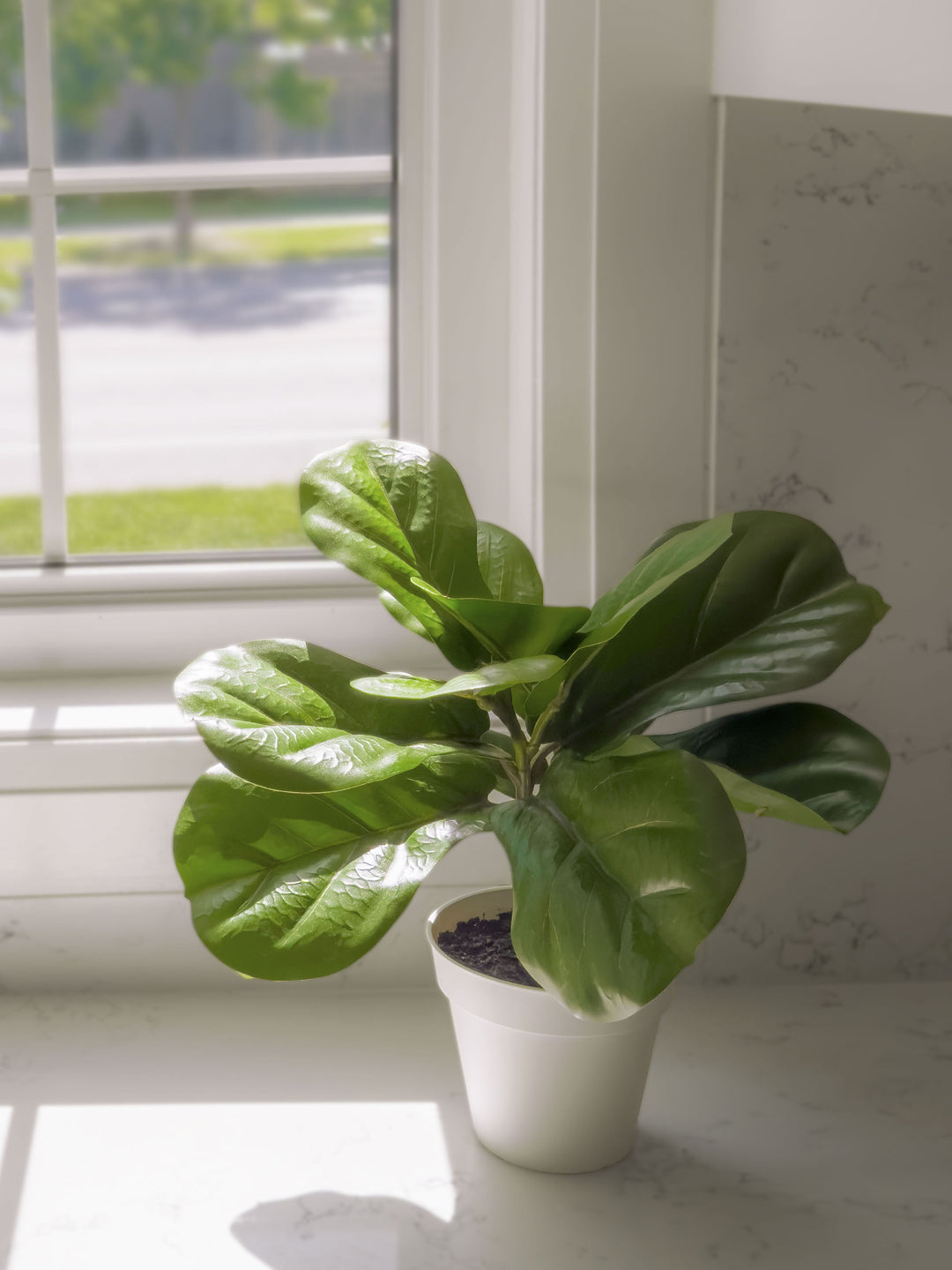 15" Potted Ficus