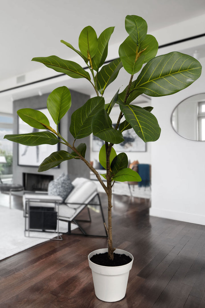 38" Alpine Ficus