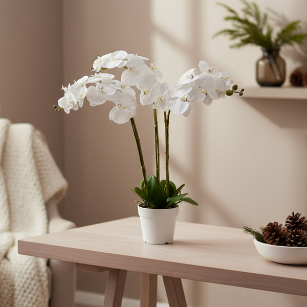 29" Triple Stem Orchid White