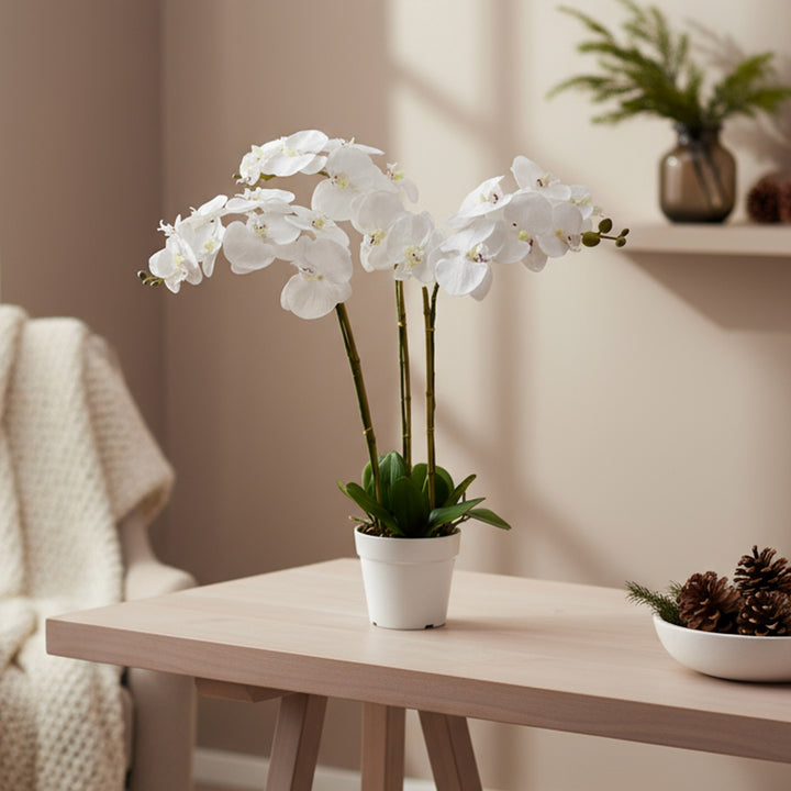 29" Triple Stem Orchid White